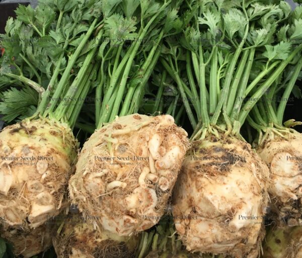 Celeriac Giant Prague - Image 2