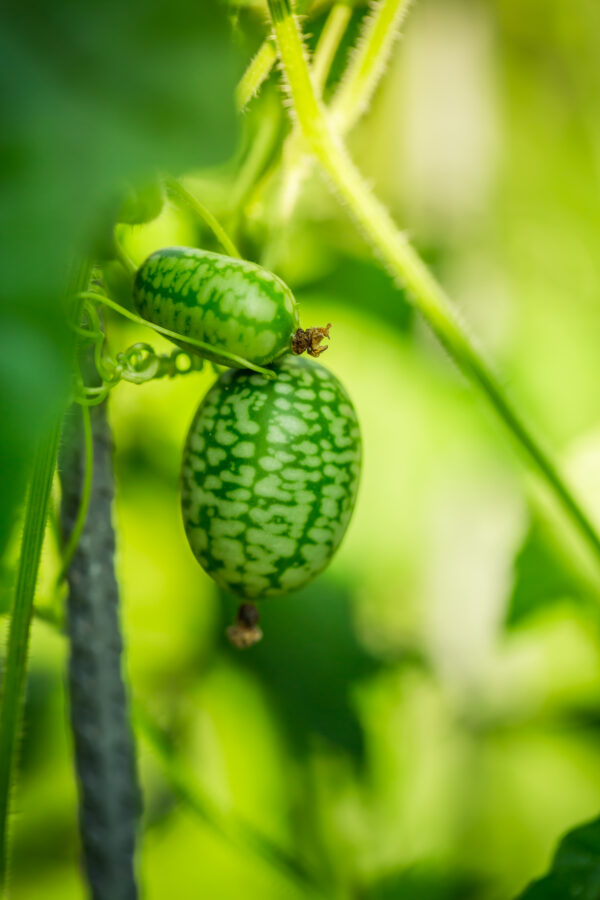 Cucamelon - Image 2
