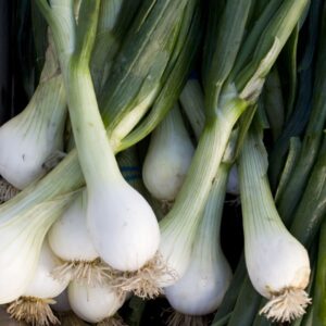 Onion Bunching - White Lisbon Winter Hardy