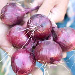 Onion Red Baron