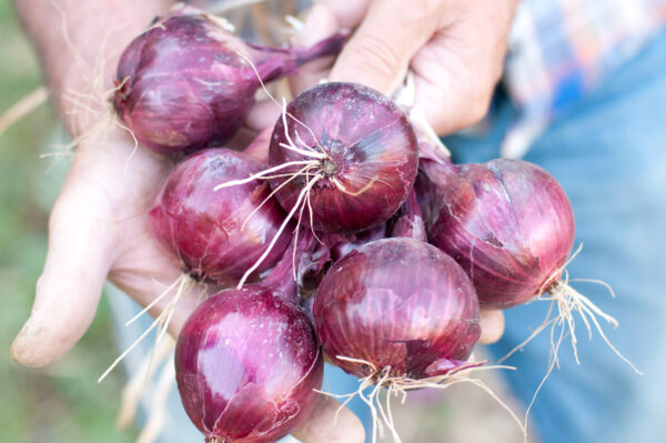 Onion Red Baron