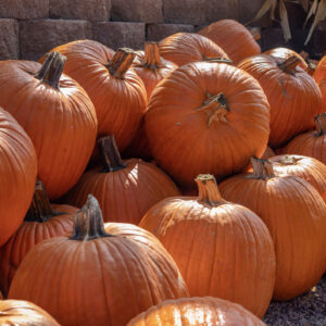 Pumpkin - Howden
