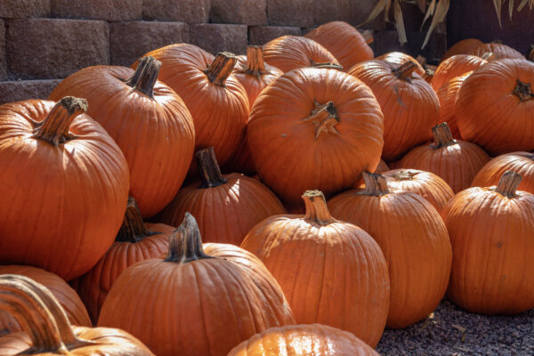 Pumpkin - Howden