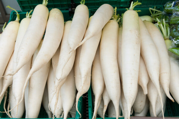 Radish - White Icicle - Image 3