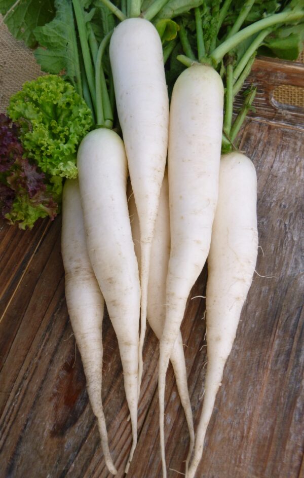 Radish - White Icicle - Image 2