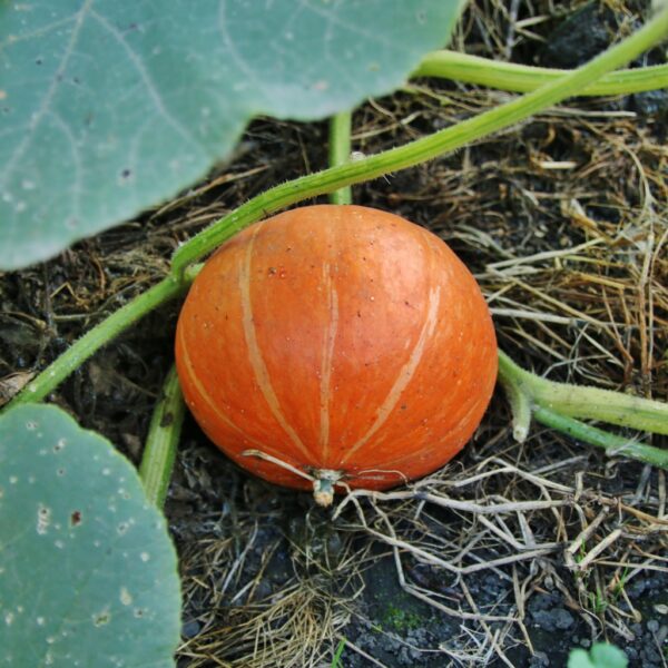 Squash - Uchiki Kuri