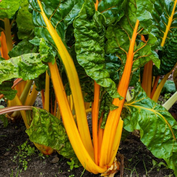 Swiss Chard - Canary Yellow - Image 3