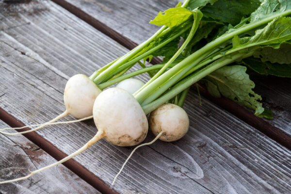 Turnip - Snowball
