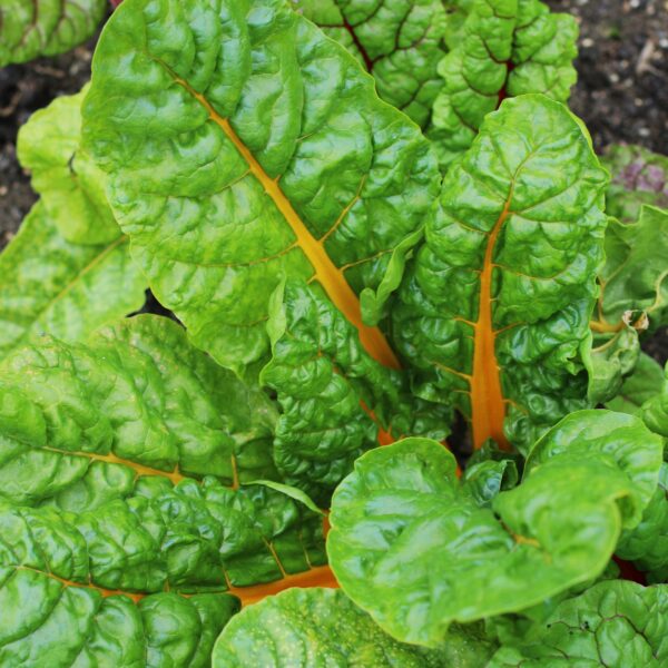 Swiss Chard - Canary Yellow - Image 2