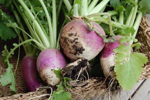 Turnip Purple Top White Globe