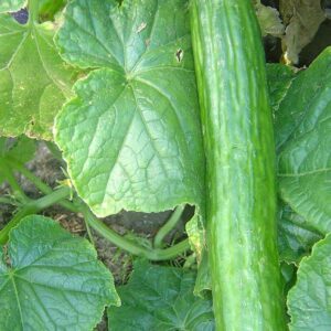 Greenhouse Cucumber Telegraph
