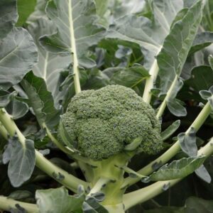 Broccoli Monclano F1 