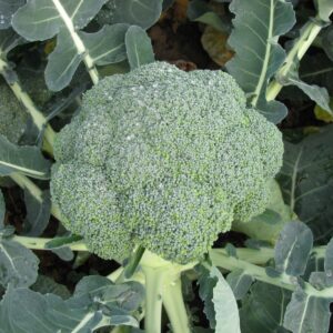 Broccoli Calabrese Stromboli F1