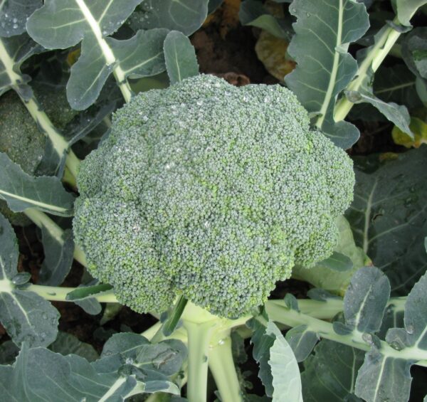 Broccoli Calabrese Stromboli F1