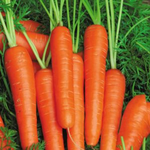 a crop of large, bright orange carrots, uniform in size