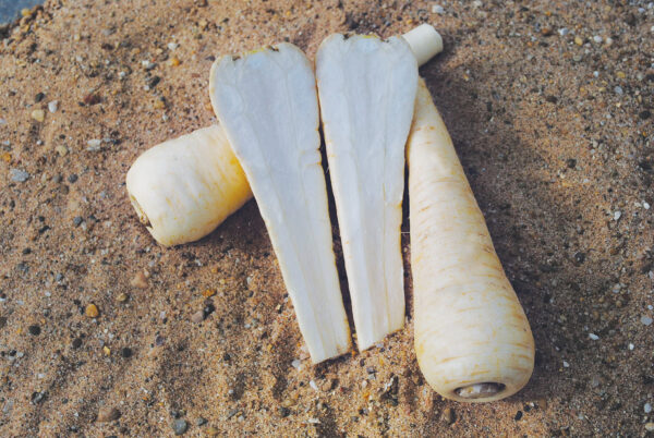 Parsnip - Victor F1