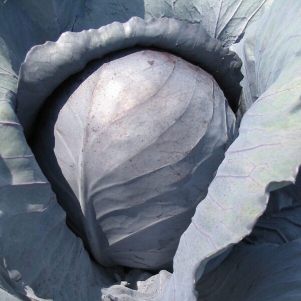 Cabbage Rococo F1 - Image 2
