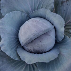 Cabbage Rococo F1