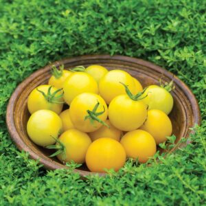 Tomato - Honey Delight F1