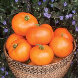 Tomato - Orange Wellingtion