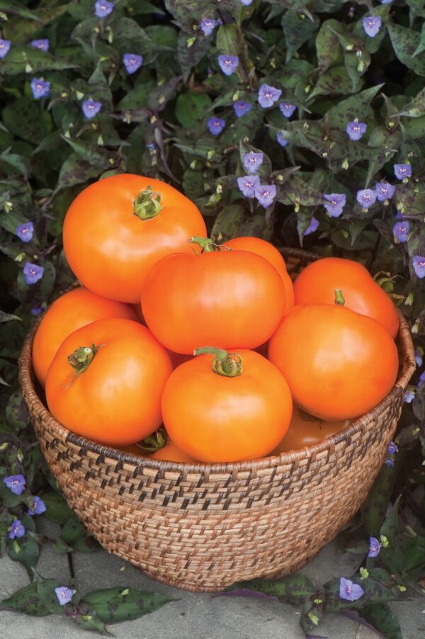 Tomato - Orange Wellingtion