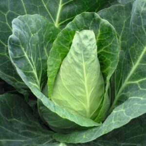 Cabbage Caraflex F1