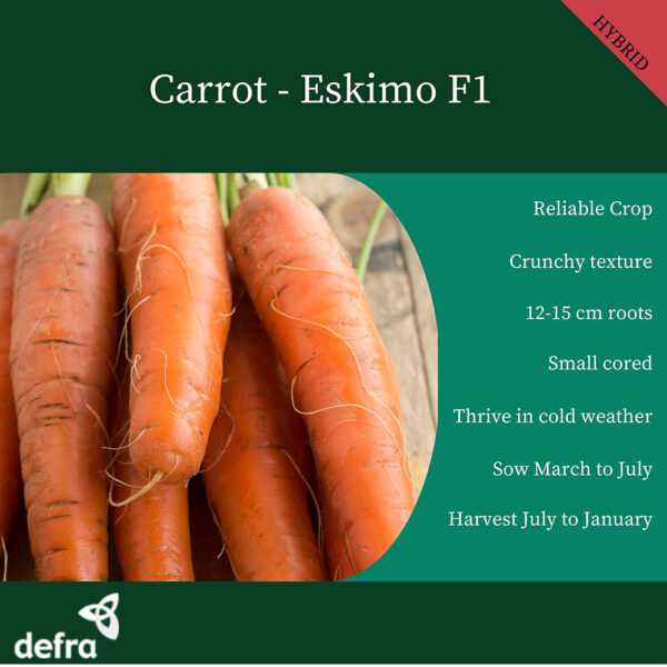 Carrot Eskimo F1 - Image 2