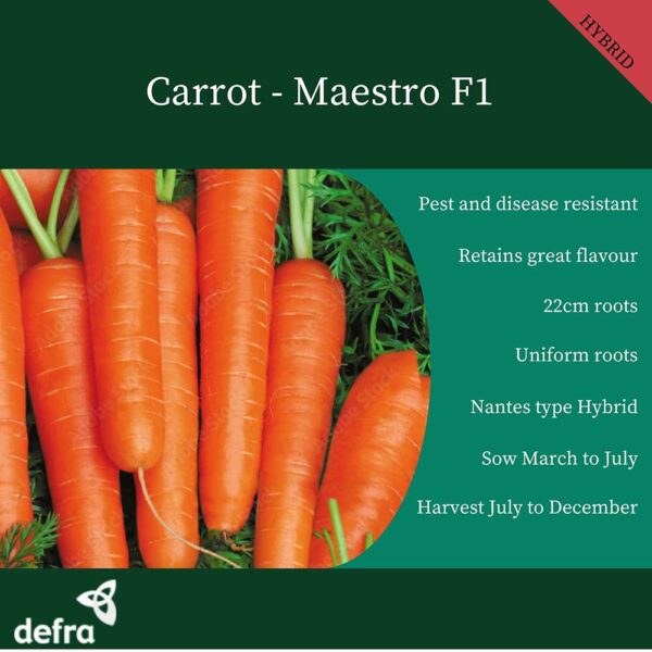 Carrot Maestro F1 (Carrot Fly Resistant) - Image 2