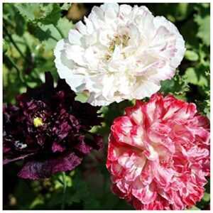Poppy - Paeoniflorum - Antique Shades Mix