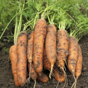 bunch of blunt ended, orange carrots freshly harvested and lying in dirt