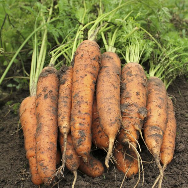 bunch of blunt ended, orange carrots freshly harvested and lying in dirt