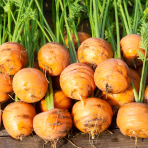 stacks of round, golf ball sized, bright orange carrots