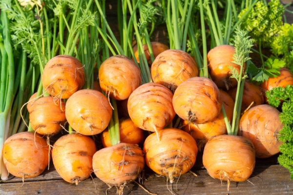 stacks of round, golf ball sized, bright orange carrots