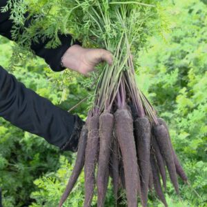 bunch of deep purple carrots freshly harvested held by male hands