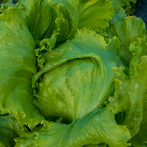 Lettuce - Saladin Iceburg Type