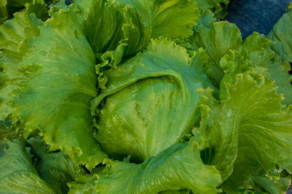 Lettuce - Saladin Iceburg Type