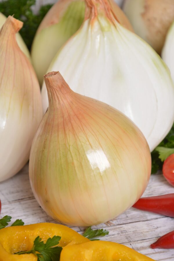Onion - Ailsa Craig - Image 2