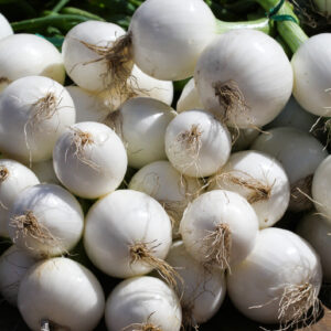 Onion Pickling - Paris Silverskin