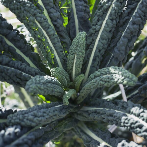 Kale Borecole Nero Di Toscana Black Tuscan - Image 2