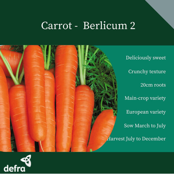 Carrot Main Crop Berlicum 2 - Image 2