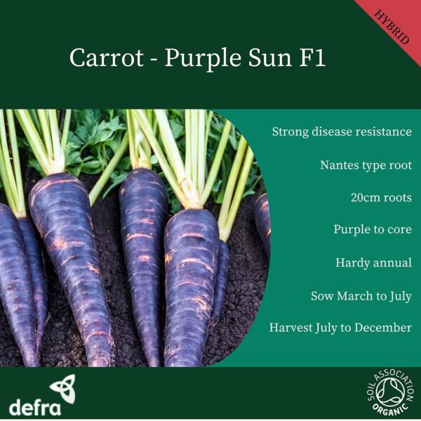 Carrot Purple Sun F1 - Image 2