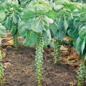 Brussel Sprouts Crispus F1
