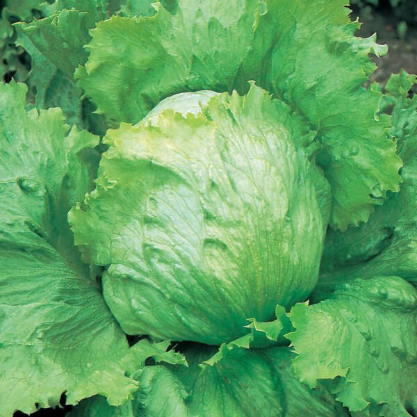 Lettuce - Saladin Iceburg Type - Image 2