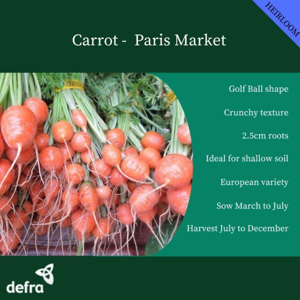Carrot Parisian Paris Market - Image 3