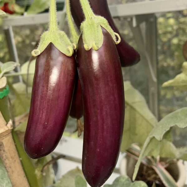 Aubergine Little Fingers - Image 2