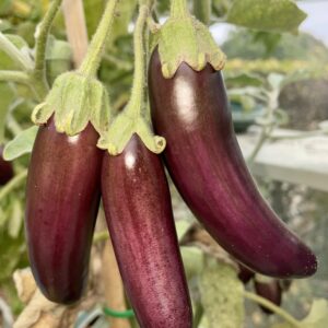 Aubergine Little Fingers