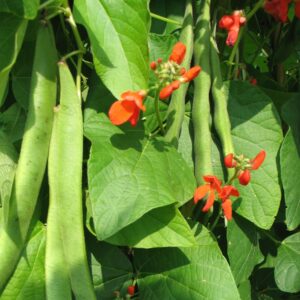 Runner Bean Lady Di
