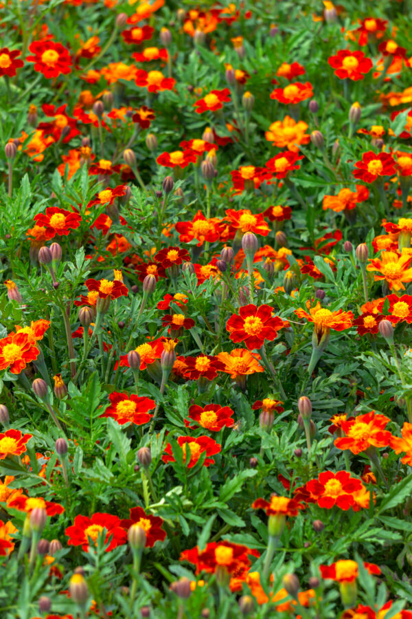 Marigold Tagetes Red Gem - Image 2