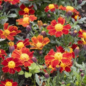 Marigold Tagetes Red Gem
