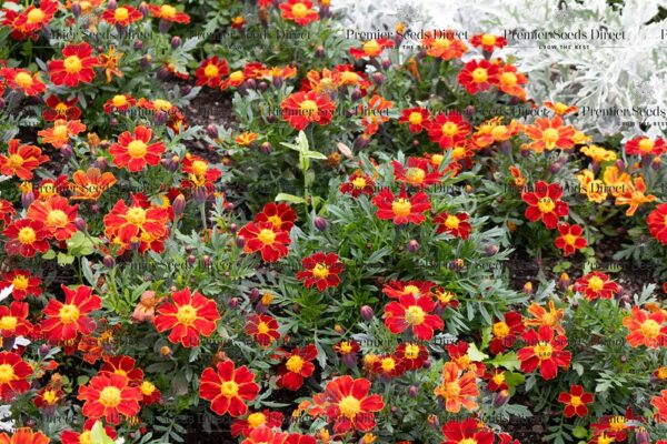Marigold Tagetes Red Gem - Image 3